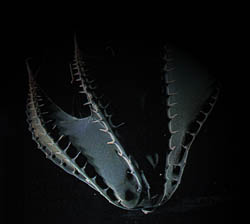 Squid Tutorial